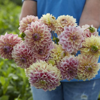 Dahlia Dekorativ Dusty Beauty 1st