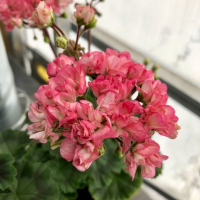 Miniatyrpelargon Dusty Rose, kruka