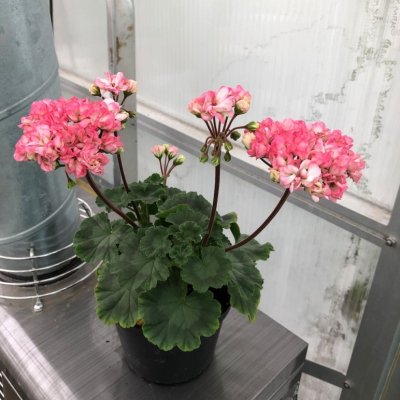 Miniatyrpelargon Dusty Rose, kruka