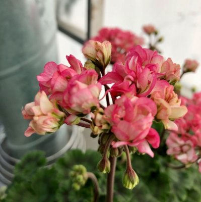 Miniatyrpelargon Dusty Rose, kruka