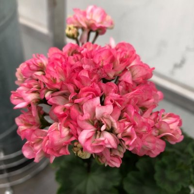 Miniatyrpelargon Dusty Rose, kruka