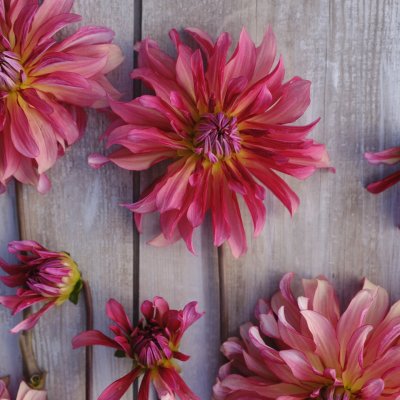Dahlia Dekorativ Dutch Delight 1st