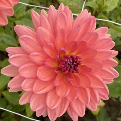 Dahlia Dekorativ Dutch Pearl 1st