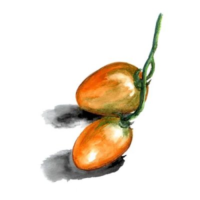 Dvärgtomat Tiger Eye