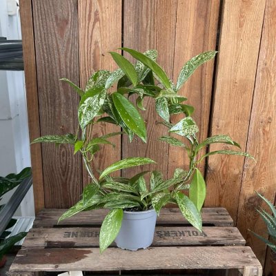 Porslinsblomma båge