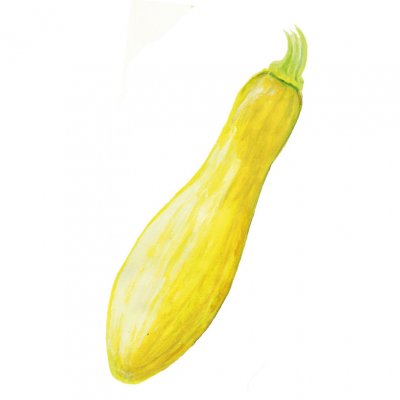 Squash, Yellow Straightneck
