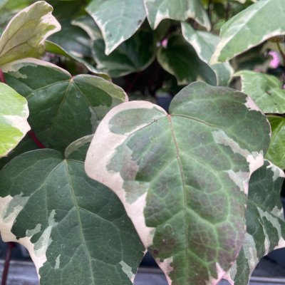 Hedera hibernica 'Marengo'