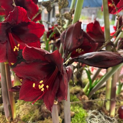 Hippeastrum Andes Fire ®