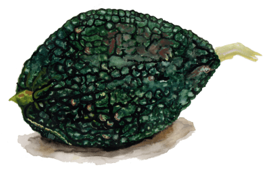 Squash, Vinter-, Green Hubbard Chicago Warted