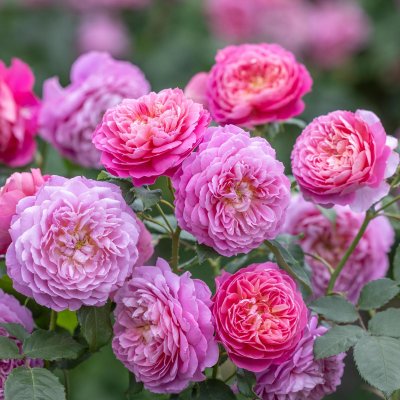 Rosa austin Emma Bridgewater ® Jonathan Buckley David Austin Roses