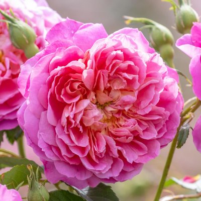 Rosa austin Emma Bridgewater ® Jonathan Buckley David Austin Roses