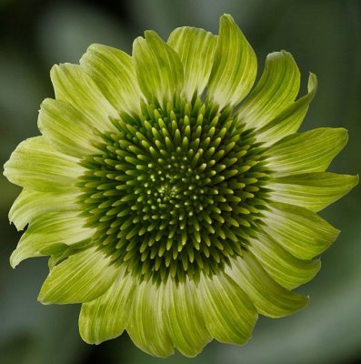 Echinacea Prairie Blaze™ Green, Solhatt