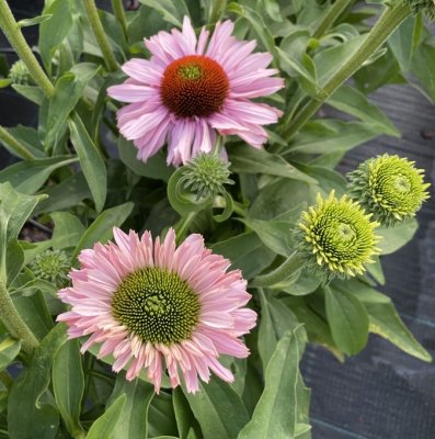 Echinacea hybr. SunSeekers ® Blush, Solhatt