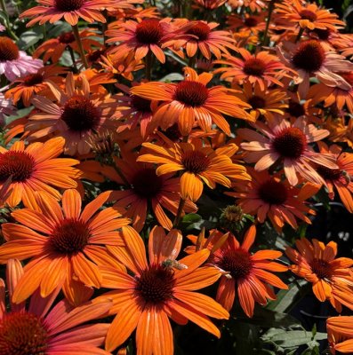 Echinacea hybr. SunSeekers ® Clementine, Solhatt