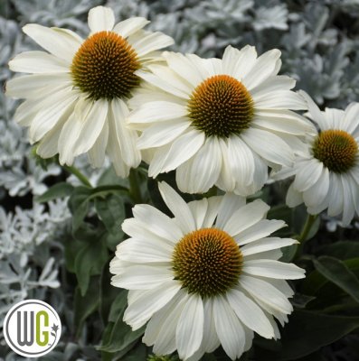 Echinacea hybr. The Price Is White ®, Solhatt, C3