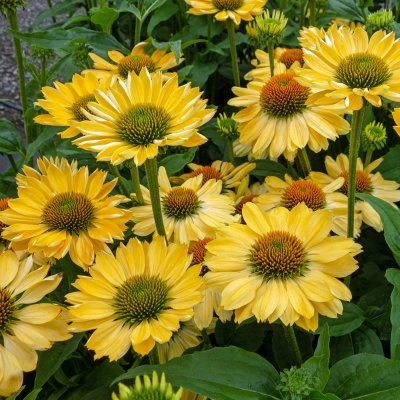 Echinacea purpurea Aloha ®, Solhatt, SQ1