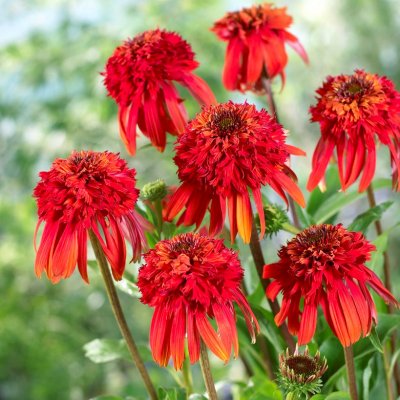 Echinacea hybr. Cone-fections ™ Hot Papaya ®, Solhatt, P11cm