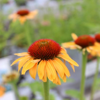 Echinacea hybr. Butterfly ™ Rainbow Marcella Apricot ®, Solhatt, C13cm