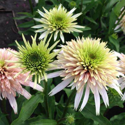 Echinacea hybr. Cone-fections ™ Cherry Fluff ®, Solhatt, SQ1