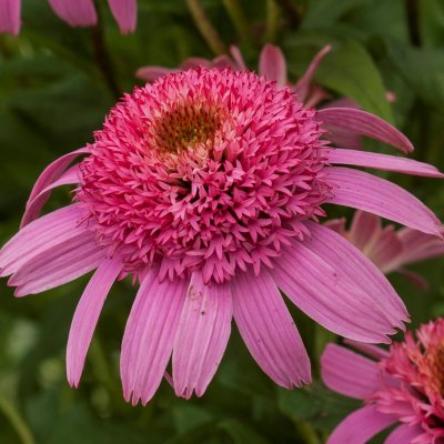 Echinacea hybr. Delicious Candy ®, Solhatt, C3