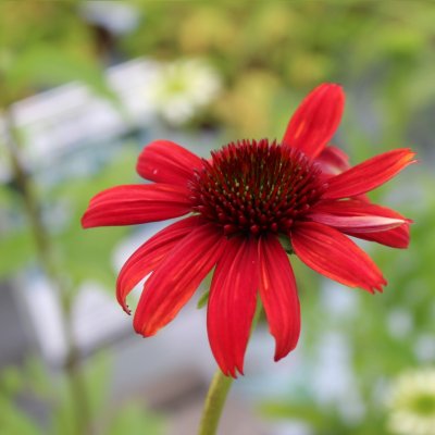 Echinacea hybr. Dixie ™ Scarlet ®, Solhatt, C13cm