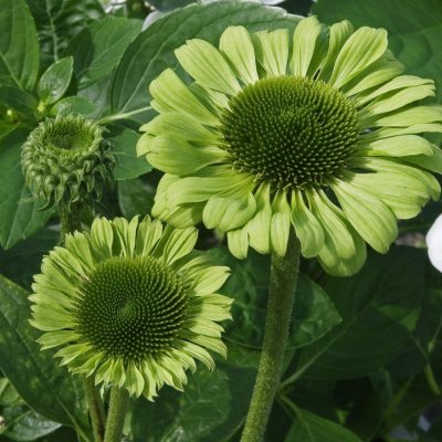Echinacea hybr. Green Jewel ®, Solhatt, P11cm