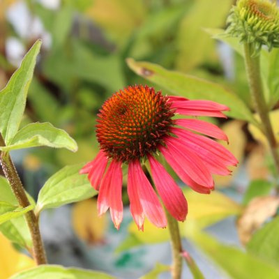 Echinacea hybr. Summer Cocktail ®, Solhatt, C13cm