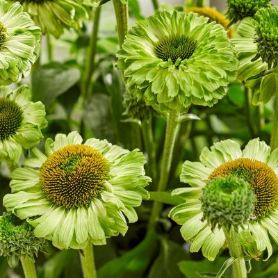Echinacea hybr. SunSeekers Apple Green ®, Solhatt, C3