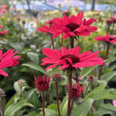 Echinacea hybr. SunSeekers ® Carmine