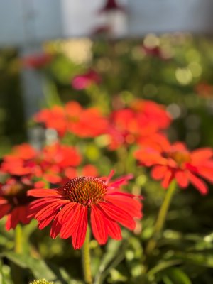 Echinacea hybr. SunSeekers Coral Improved ®, Solhatt