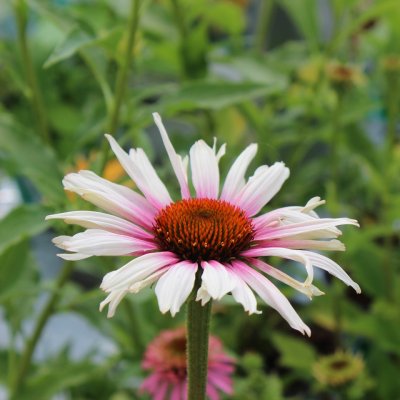 Echinacea purpurea Funky White, Solhatt, P11cm