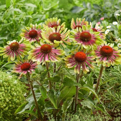 Echinacea purpurea Green Twister, Solhatt, P11cm