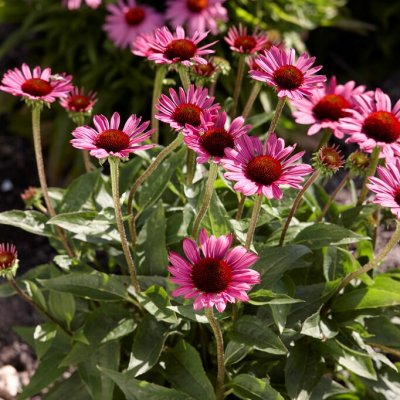 Echinacea purpurea Little Magnus ®, Röd Solhatt, P9cm