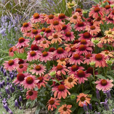 Echinacea purpurea Moodz ® Sympathy, Röd Solhatt