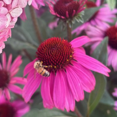 Echinacea purpurea Mooodz ® Courage