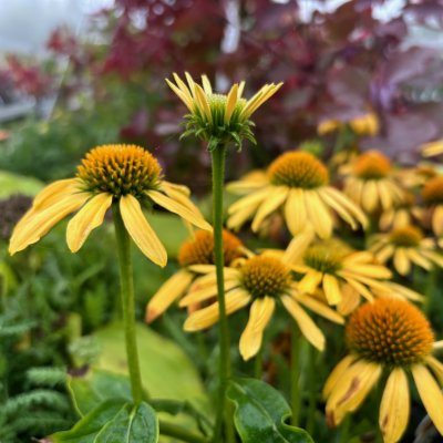 Echinacea purpurea Mooodz ® Dream