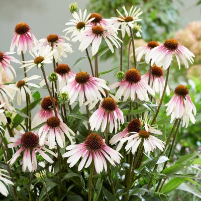 Echinacea purpurea Pretty Parasols ® (JS Engeltje), Solhatt, P9cm
