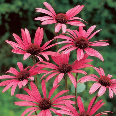 Echinacea purpurea Rubinstern, Röd Solhatt, P9cm