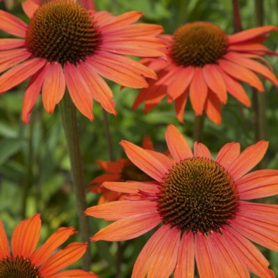 Echinacea purpurea Sensation Orange ®