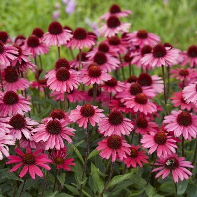 Echinacea purpurea Sensation Pink ©, Solhatt