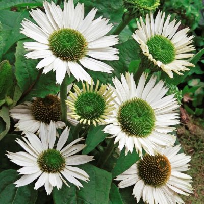 Echinacea hybr. Virgin ®, Solhatt, P9cm