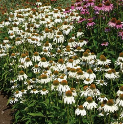 Echinacea purpurea White Swan, Solhatt, C3