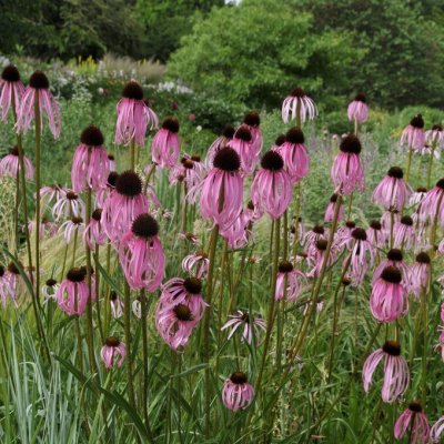 Echinacea simulata, Solhatt