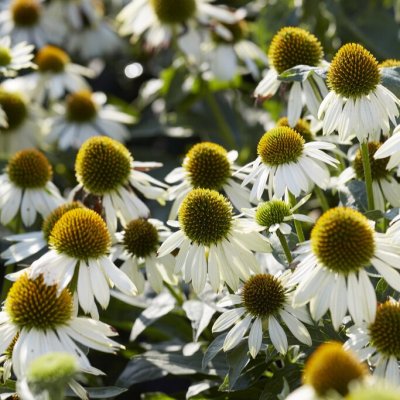 Echinacea hybr. Sombrero ® Bianco