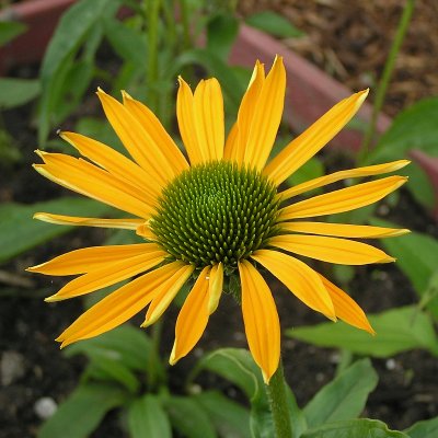 Echinacea hybr. Summer Breeze ®, Solhatt, P9cm