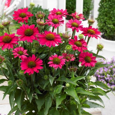 Echinacea hybr. SunSeekers ® Magenta, Solhatt, Krukstorlek: 0,5-1L