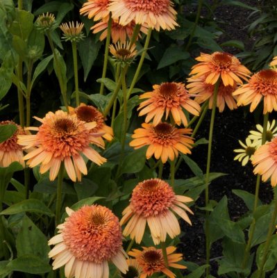 Echinacea hybr. Supreme ™ Cantaloupe ®, Solhatt