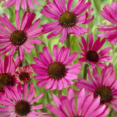 Echinacea tennesseensis Rocky Top Hybrids, Solhatt
