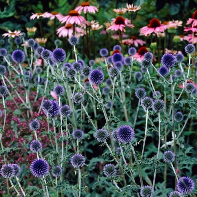 Echinops bannaticus Taplow Blue, Blå Bolltistel, C11cm