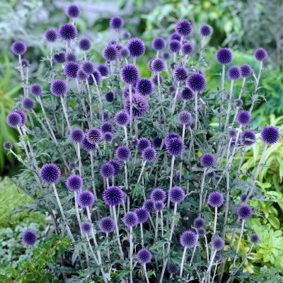 Echinops bannaticus Veitch´s Blue, Blå Bolltistel